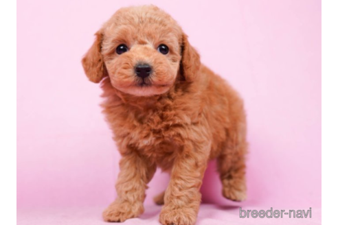 成約済の東京都のタイニープードル-222815の3枚目